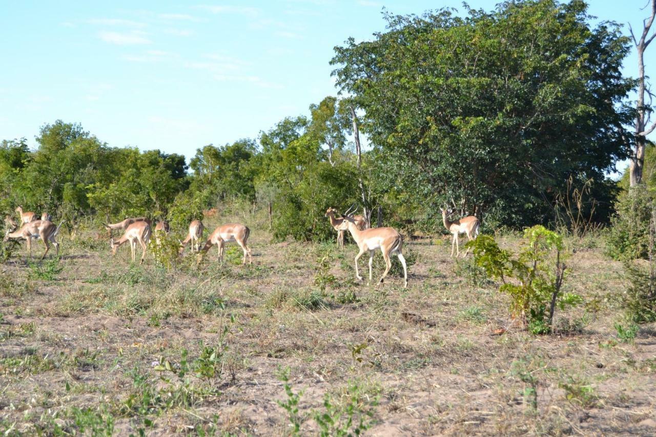 Chobe Sunset Chalets Lesoma Εξωτερικό φωτογραφία