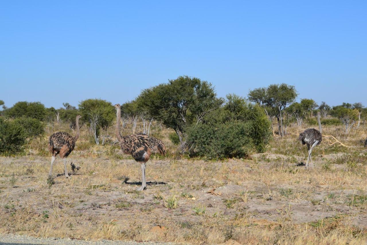 Chobe Sunset Chalets Lesoma Εξωτερικό φωτογραφία