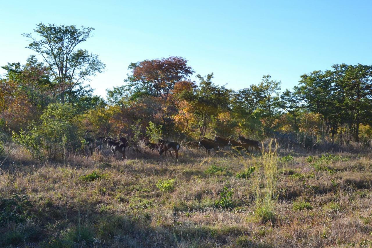 Chobe Sunset Chalets Lesoma Εξωτερικό φωτογραφία