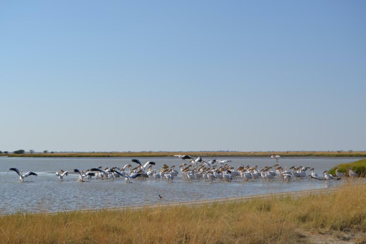 Chobe Sunset Chalets Lesoma Εξωτερικό φωτογραφία