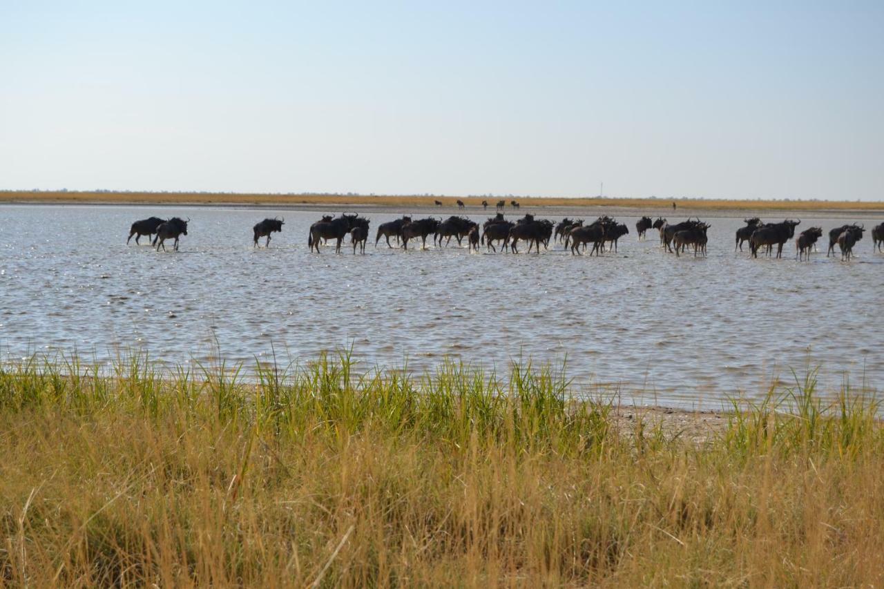 Chobe Sunset Chalets Lesoma Εξωτερικό φωτογραφία